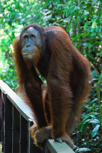 un orang utan del sepilok
